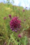 Смотреть изображение Allium rotundum