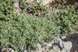 View full-size image unknown species