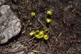 View full-size image Trollius ranunculinus