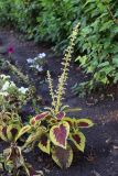 View full-size image Coleus scutellarioides
