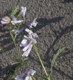 View full-size image Vicia nissoliana