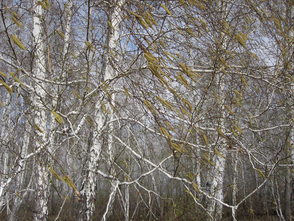 Image of Betula pendula specimen.