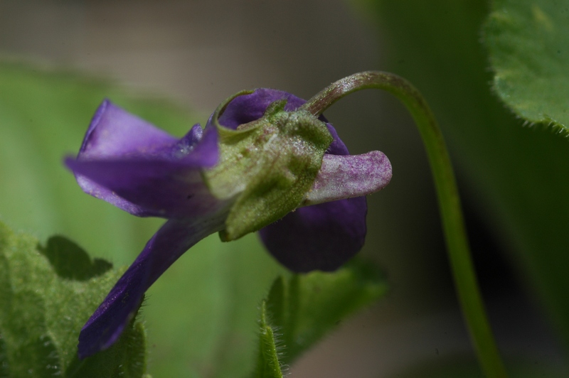 Image of Viola collina specimen.