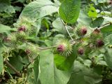 View full-size image Arctium nemorosum