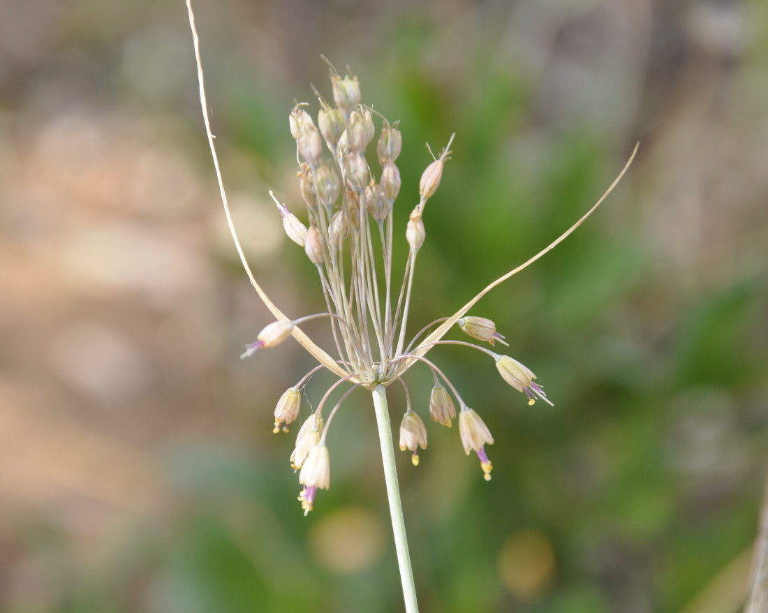 Изображение особи Allium paczoskianum.