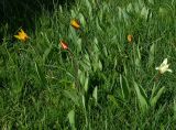 Tulipa tschimganica. Цветущие растения на субальпийском лугу. Казахстан, Угамский хр., 2200 м н.у.м. 30.04.2006.