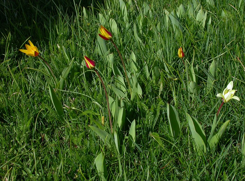 Image of Tulipa tschimganica specimen.