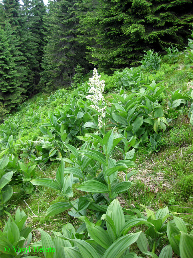 Image of Veratrum album specimen.