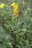 Смотреть изображение Genista patula