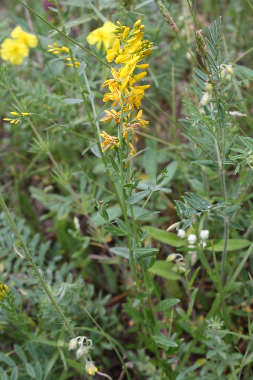 Image of Genista patula specimen.