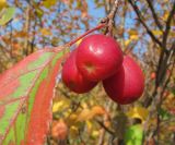 Malus × robusta. Зрелые плоды (диаметр - около 2.5 см). Окр. Томска, заброшенный садовый участок. 18.09.2011.