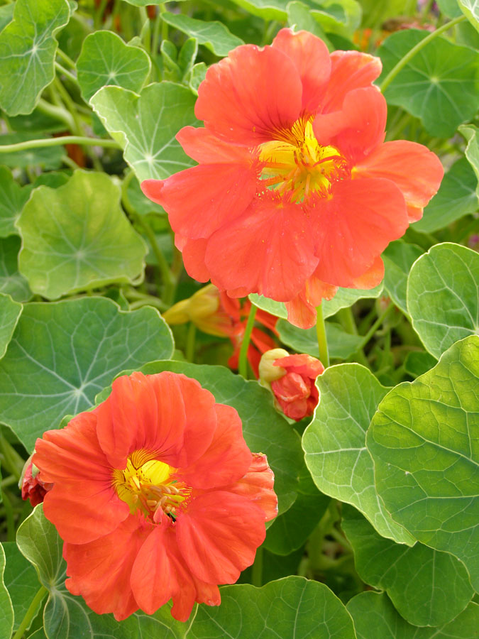 Изображение особи Tropaeolum majus.