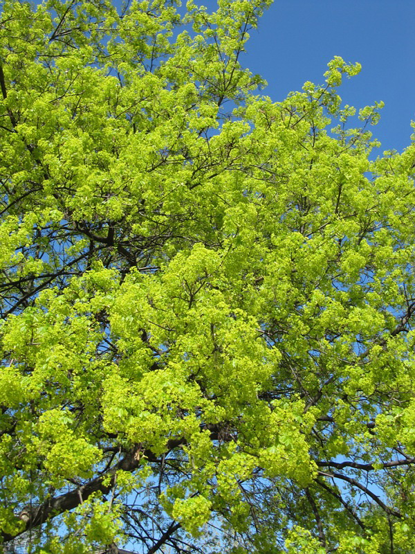 Image of Acer platanoides specimen.