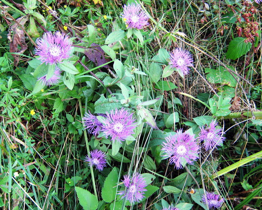 Image of Centaurea carpatica specimen.