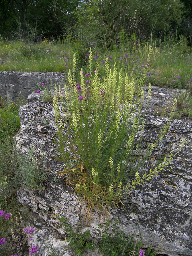 Изображение особи Reseda lutea.