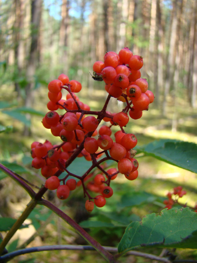 Изображение особи Sambucus racemosa.