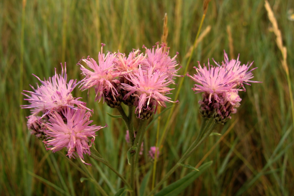 Image of Saussurea amara specimen.