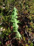 genus Taraxacum. Лист. Кольский п-ов, Восточный Мурман, Дальние Зеленцы. 14.09.2012.