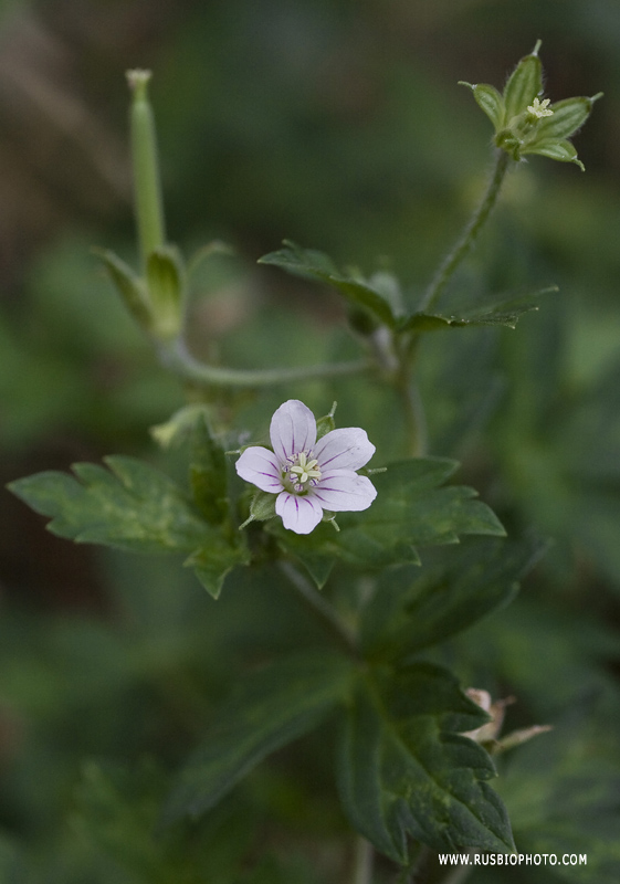 Image of Geranium sibiricum specimen.