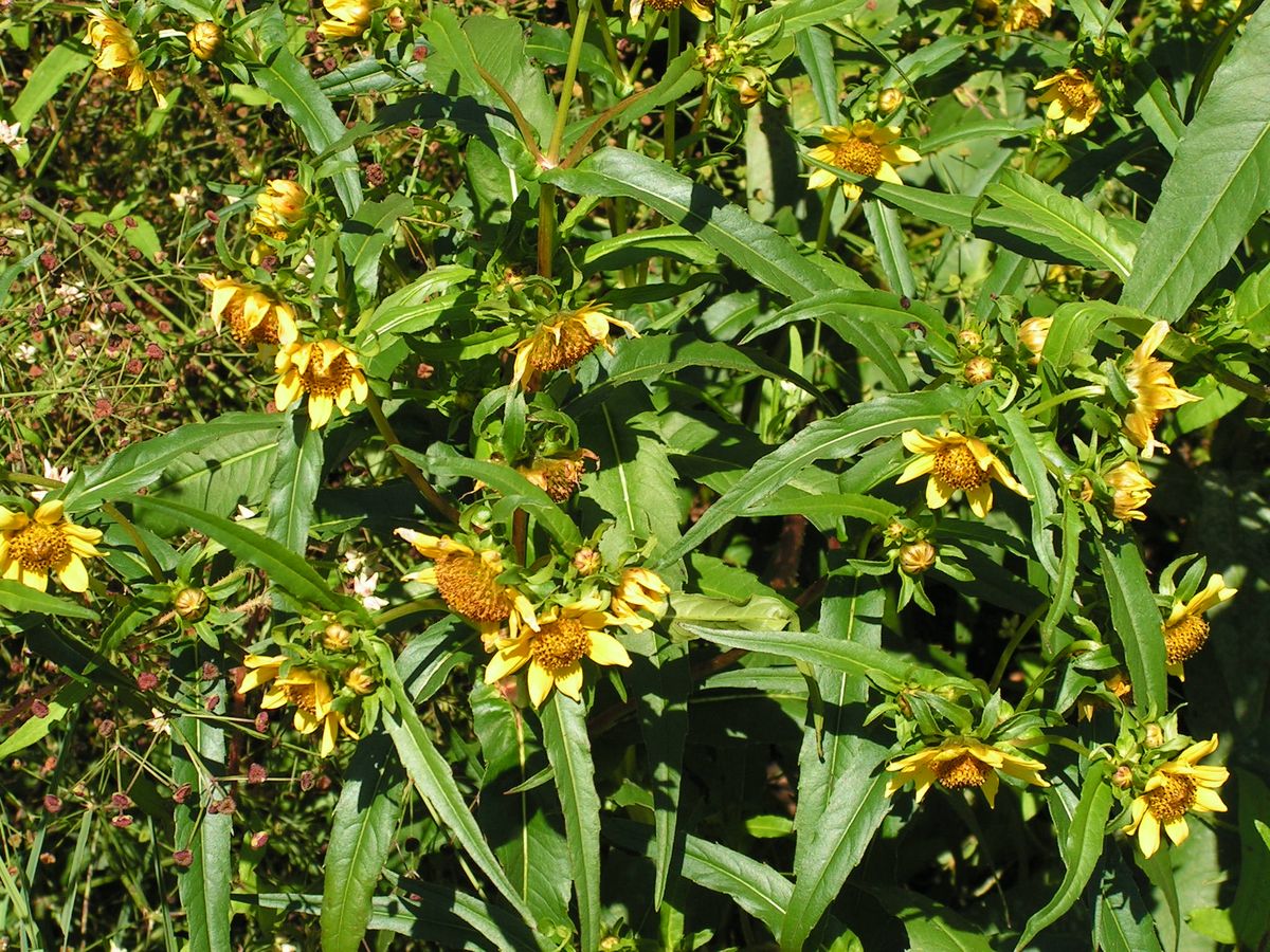 Изображение особи Bidens cernua var. radiata.