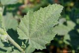 Althaea officinalis