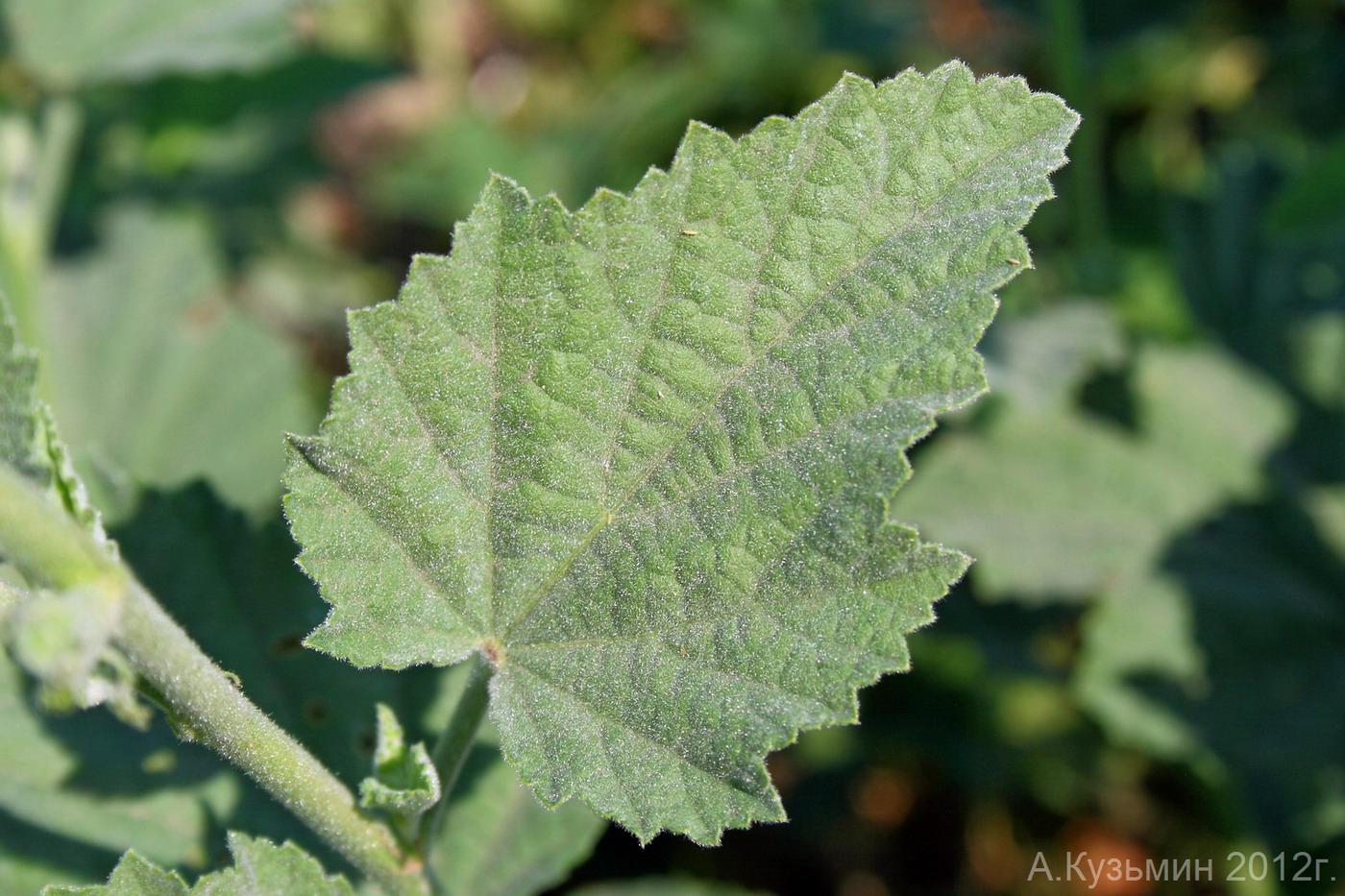 Изображение особи Althaea officinalis.