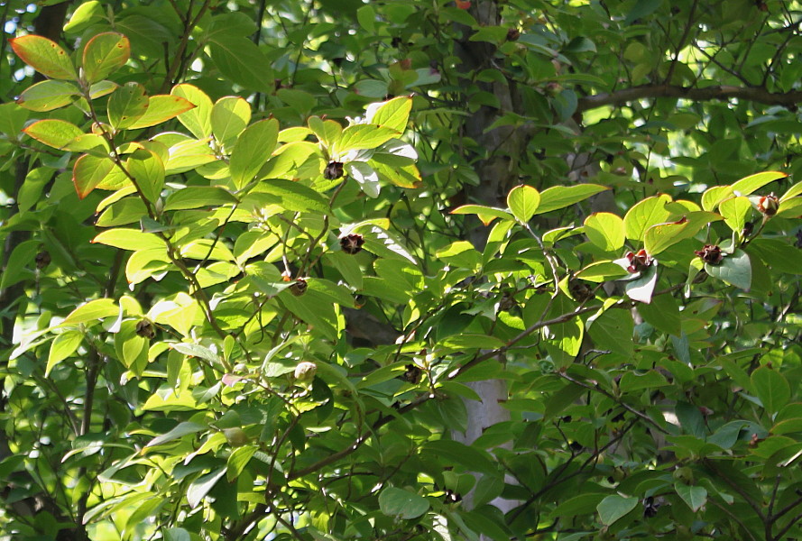 Изображение особи Stewartia pseudocamellia.