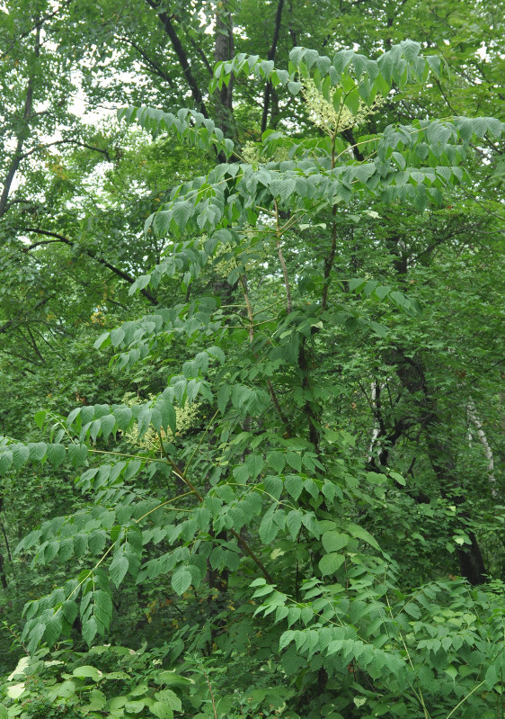 Image of Aralia elata specimen.