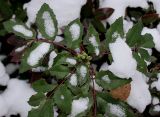 Mahonia aquifolium