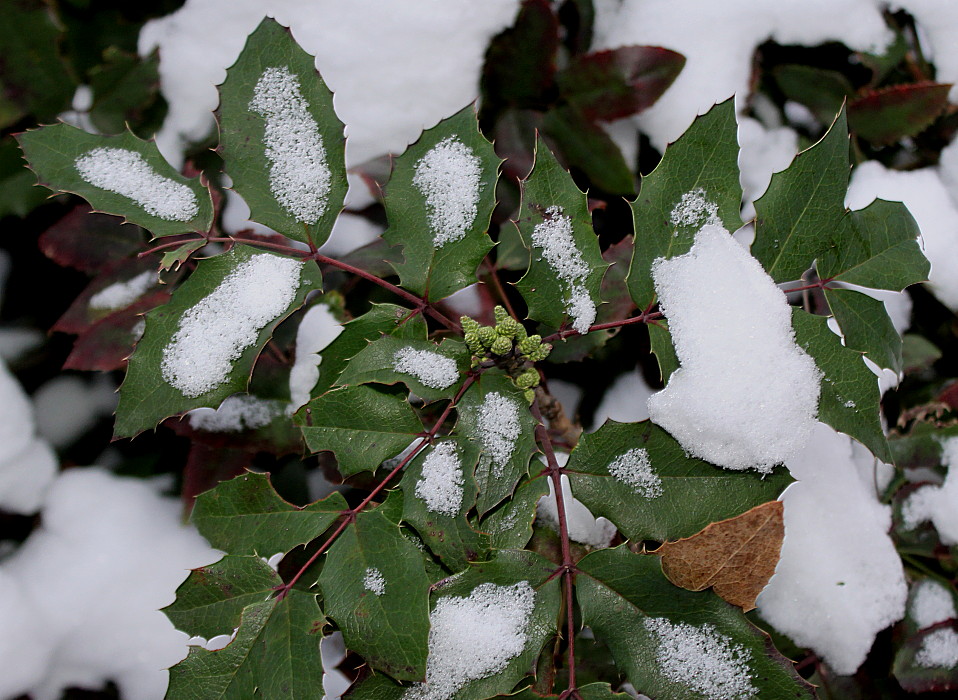 Image of Mahonia aquifolium specimen.