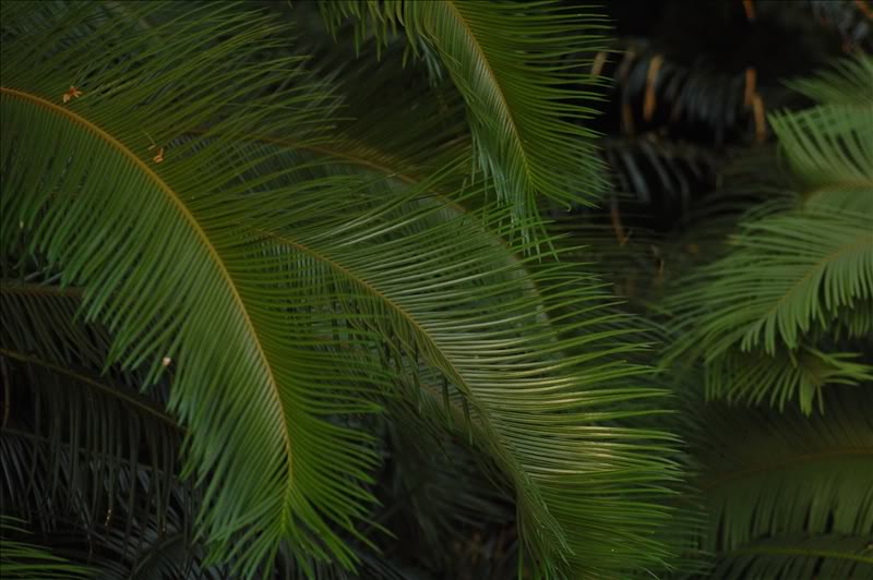 Изображение особи Cycas circinalis.