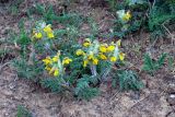 Phlomoides speciosa