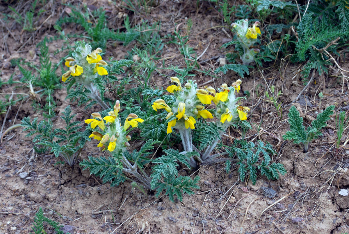 Image of Phlomoides speciosa specimen.