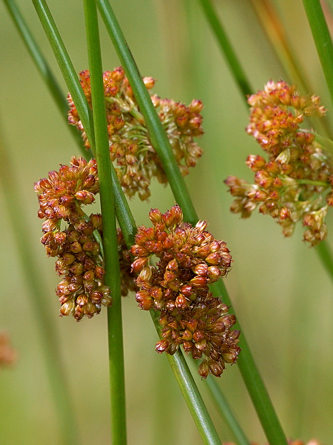 Image of Juncus effusus specimen.