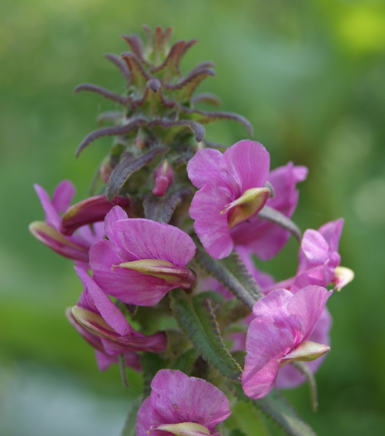 Image of Pedicularis resupinata specimen.