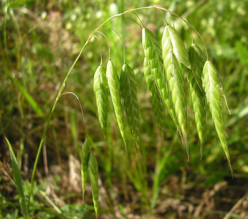 Image of Bromus squarrosus specimen.