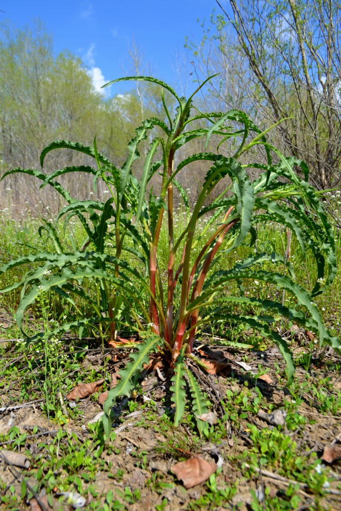 Image of genus Rumex specimen.