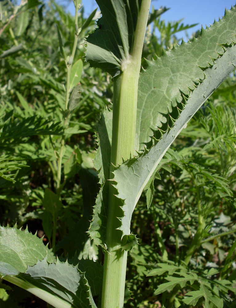 Image of Sonchus arvensis ssp. uliginosus specimen.