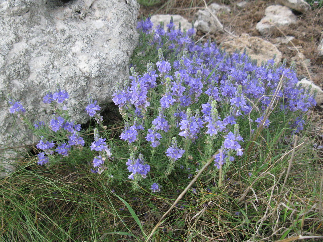 Image of Veronica capsellicarpa specimen.