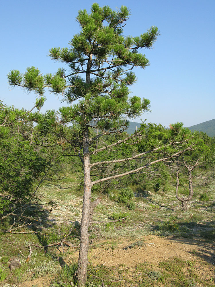 Изображение особи Pinus pallasiana.