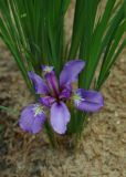Iris pontica