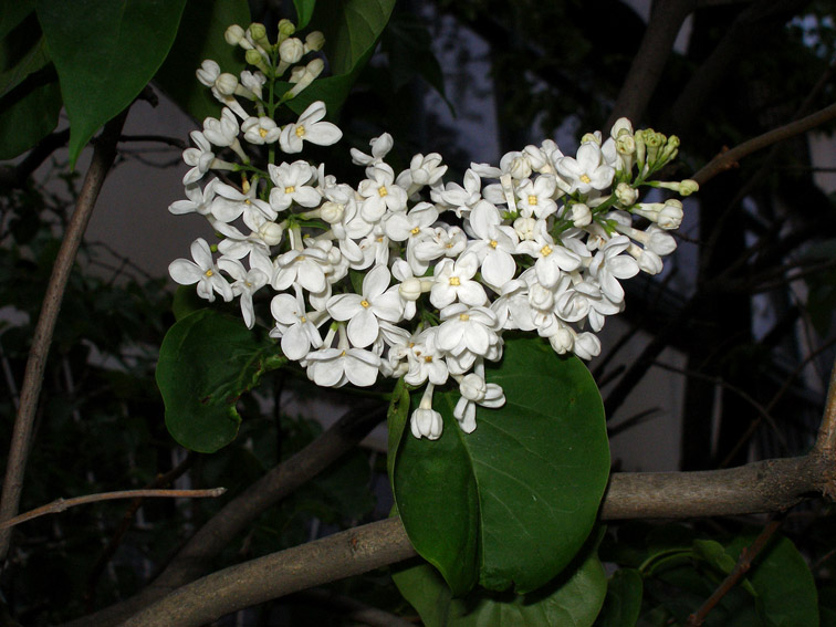 Image of Syringa vulgaris specimen.