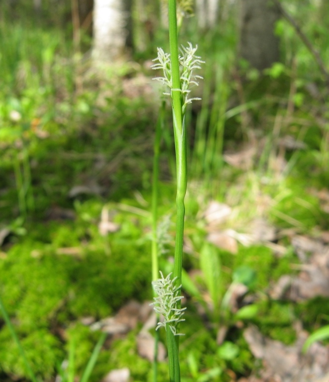 Image of Carex vaginata specimen.