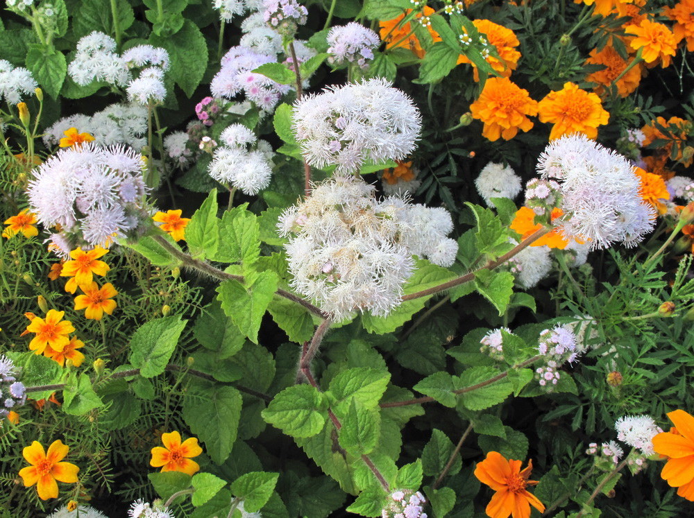 Image of Ageratum houstonianum specimen.