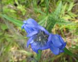 Gentiana triflora. Соцветие (вид сверху). Республика Бурятия, Баунтовский эвенкийский р-н, окр. пос. Северный, голубичники в школьном заказнике. 08.08.2013.