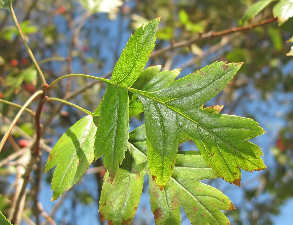 Image of genus Crataegus specimen.