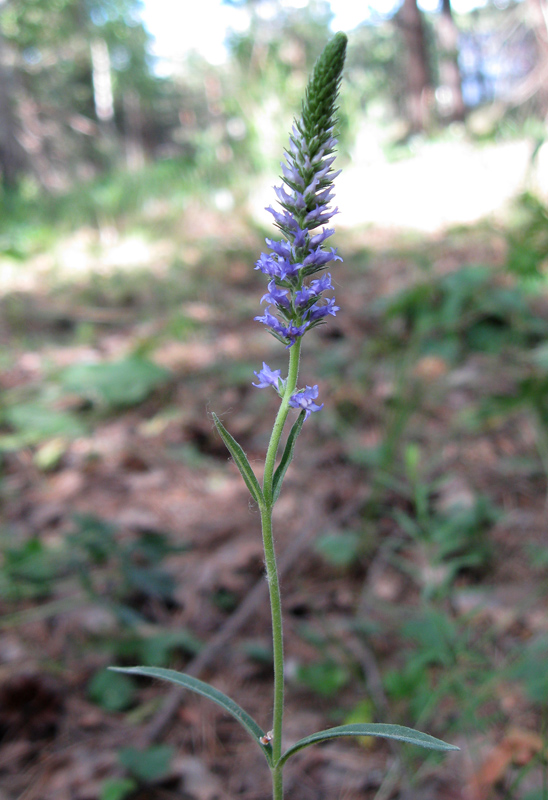 Image of Veronica spicata specimen.