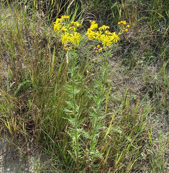 Изображение особи Senecio erucifolius.