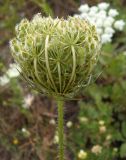 Daucus carota