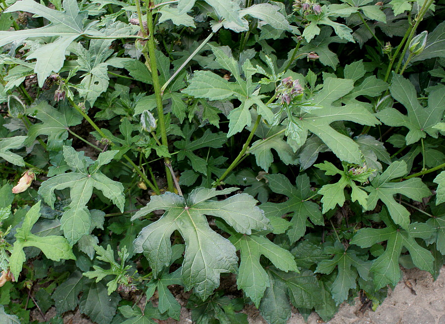 Image of Hibiscus esculentus specimen.